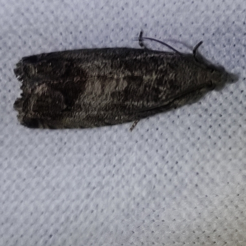 Marbled Piercer, 3439 LX Nieuwegein, Nederland, photo 9 of 10