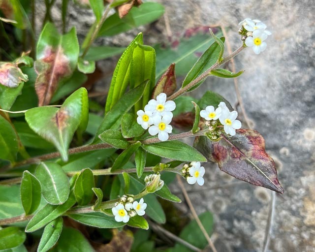 Tianschaniella