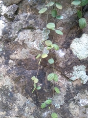 Peperomia quadrangularis