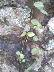 Peperomia quadrangularis