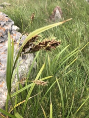 Scleria transvaalensis