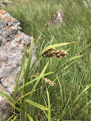 Scleria transvaalensis