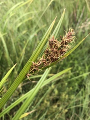 Scleria transvaalensis