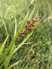 Scleria transvaalensis