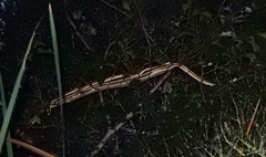 Thamnophis proximus orarius