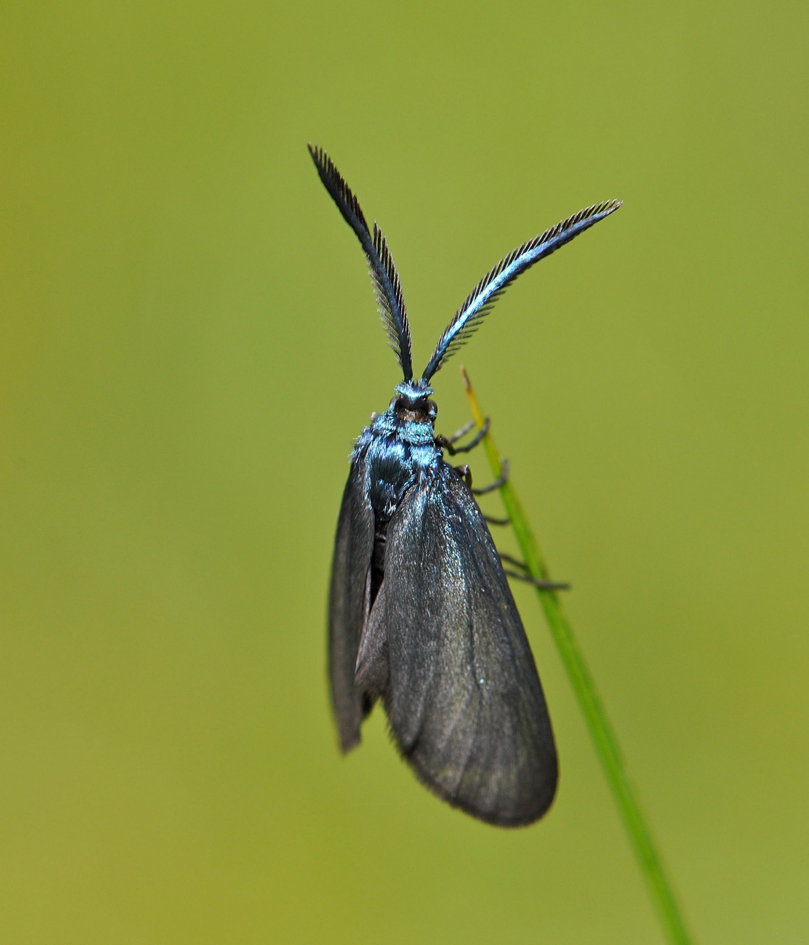 Moth Zygaenidae Rhagades pruni 