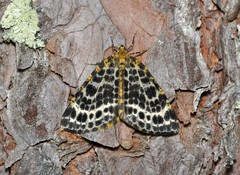 Arichanna melanaria