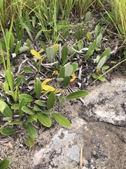 Parinari capensis capensis