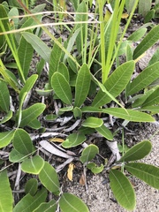 Parinari capensis capensis