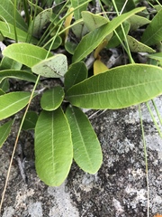 Parinari capensis capensis