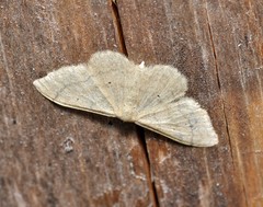 Idaea straminata
