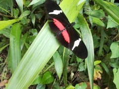 Heliconius clysonymus
