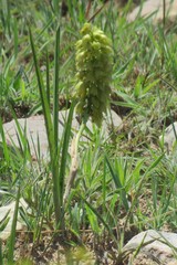 Orthochilus foliosus