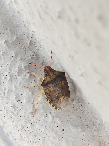 Peribalus strictus vernalis