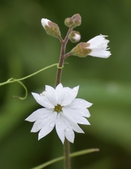 Lithophragma affine