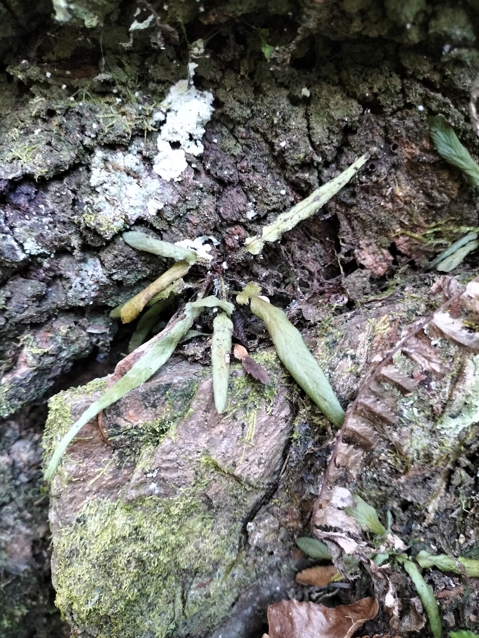Asplenium attenuatum R.Br. 2