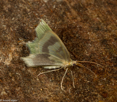 Idiochlora xanthochlora