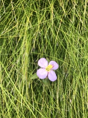Argyrella phaeotricha