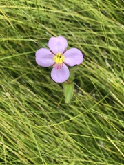 Argyrella phaeotricha