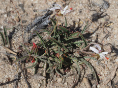 Pelargonium coronopifolium