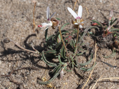 Pelargonium coronopifolium