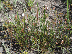 Pelargonium coronopifolium