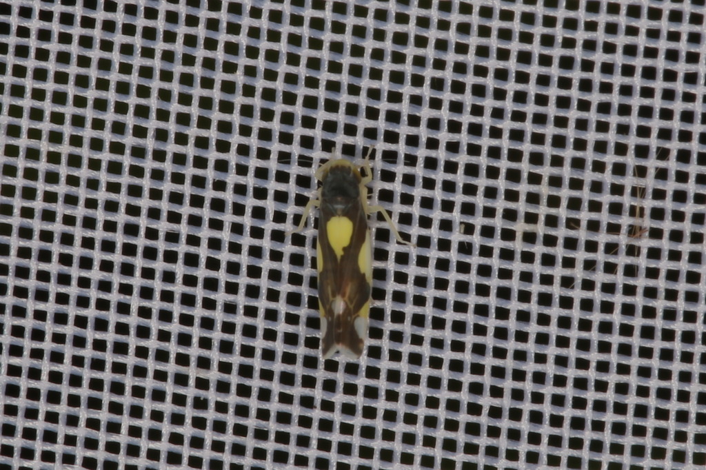 Leafhopper
