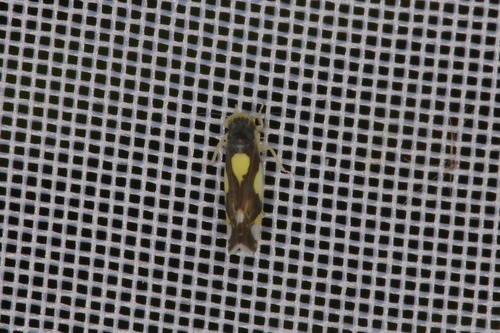 Leafhopper