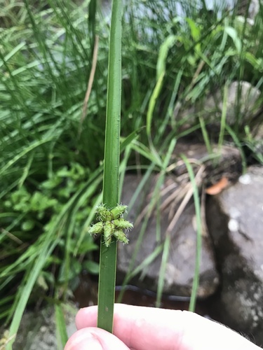 Schoenoplectiella triangulata