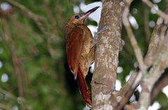 Dendrocolaptes sanctithomae