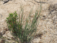 Indigofera gifbergensis