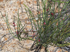 Indigofera gifbergensis
