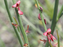Indigofera gifbergensis