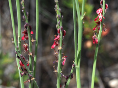 Indigofera gifbergensis
