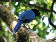 Cyanocorax melanocyaneus