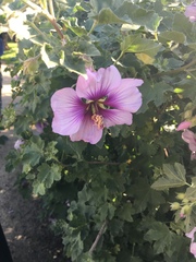 Malva subovata