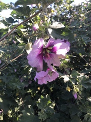 Malva subovata