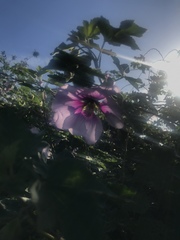 Malva subovata
