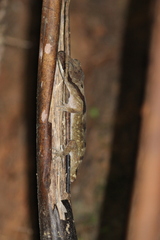 Guadalcanal Bow-Fingered Gecko photo 2