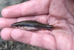 Notropis lutipinnis