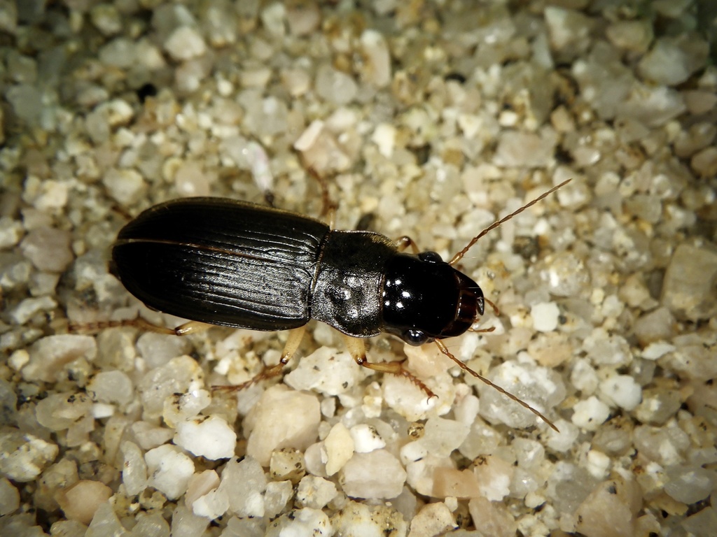 Harpalus capito from 蒜山湯船, 真庭市, 岡山県, JP on August 19, 2023 at 07:44 PM ...