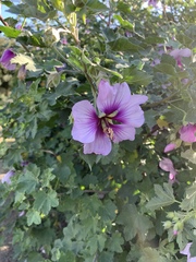 Malva subovata