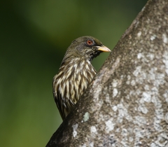 Palmchat photo 3