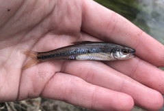 Notropis petersoni