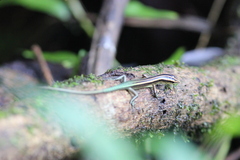 False Bluetail Emo Skink photo 2