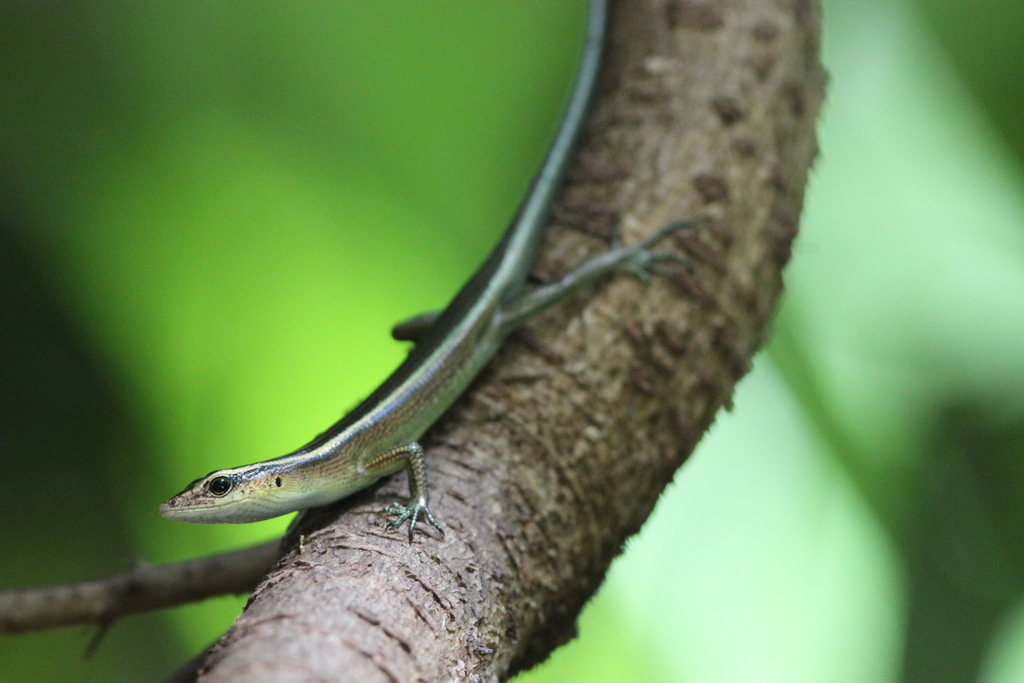 False Bluetail Emo Skink