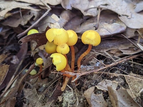 Hygrocybe parvula (Photo 3 of 4)