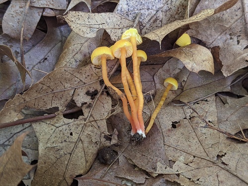 Hygrocybe parvula (Photo 4 of 4)