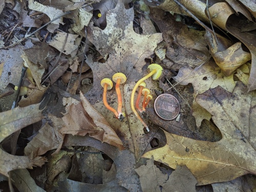Hygrocybe parvula (Photo 2 of 4)