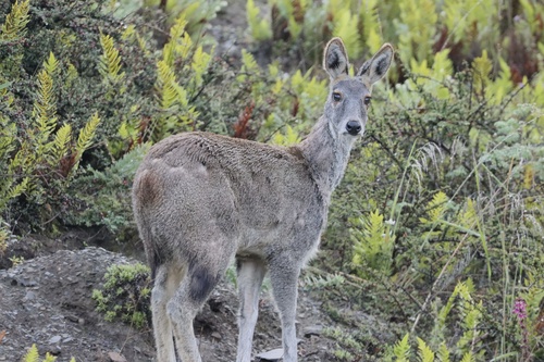 Alpine Musk Deer